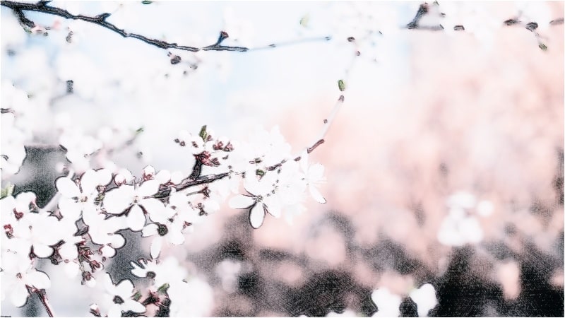 桜が咲く