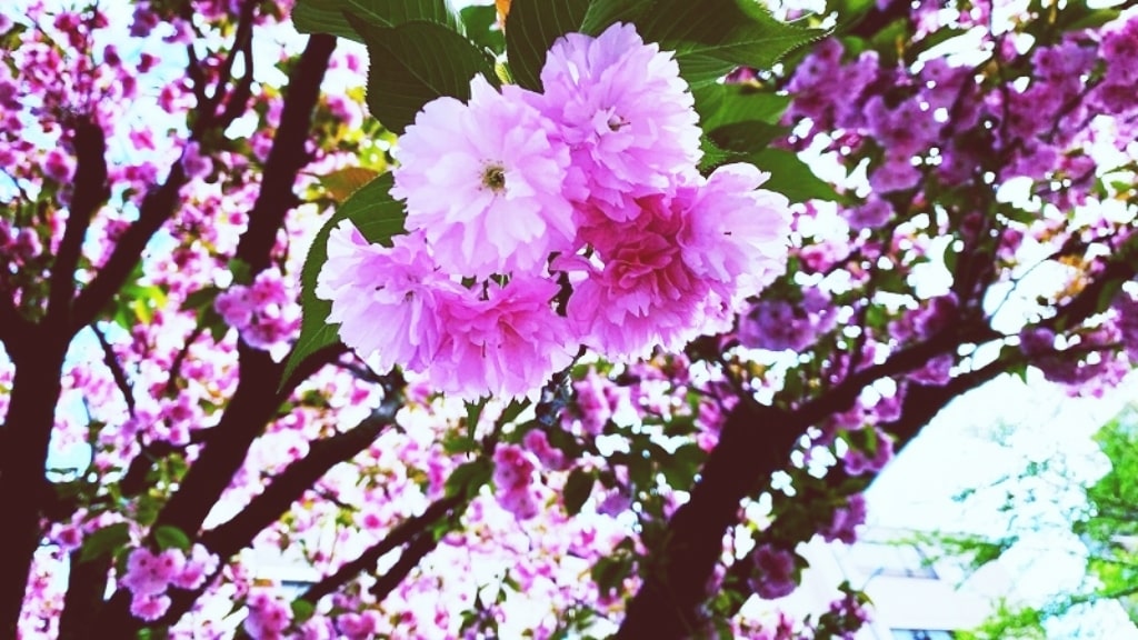 通院途中の桜
